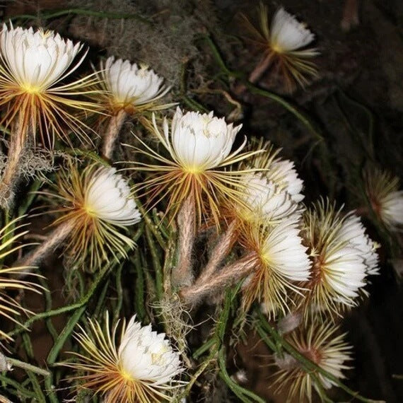 Queen Of The Night Seeds - Flower Plant
