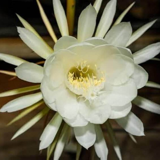 Queen Of The Night Seeds - Flower Plant