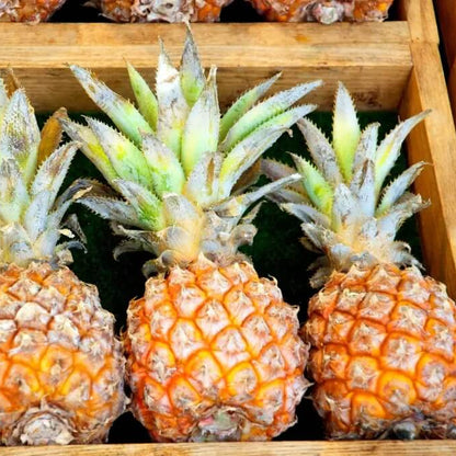 Queen Victoria Pineapple Seeds