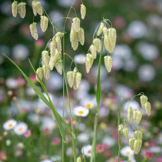 Quinault Strawberry Seeds - Heirloom Flower Plant for Home Gardens