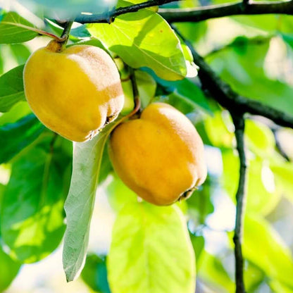 Quince Seeds - Fruit Plant for Home Gardens