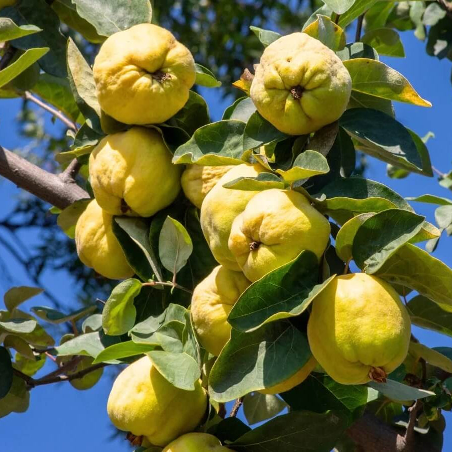 Quince Seeds - Fruit Plant for Home Gardens