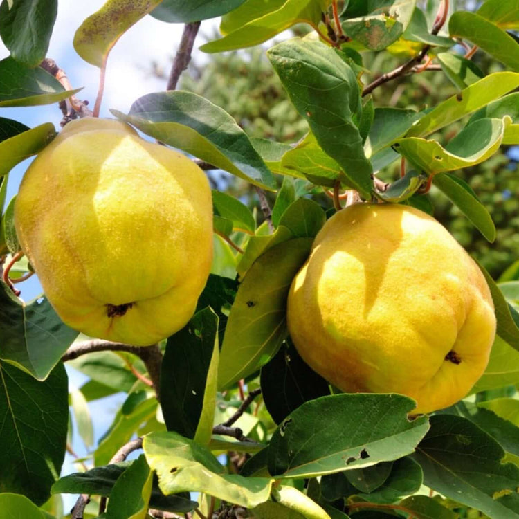  Quince Tree seeds