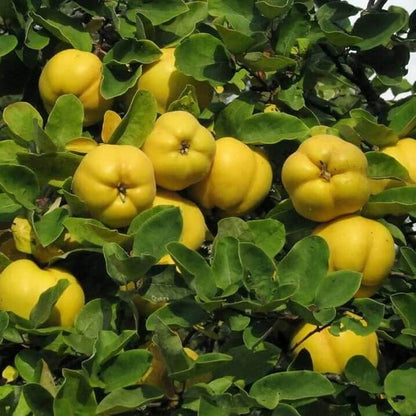  Quince Tree seeds
