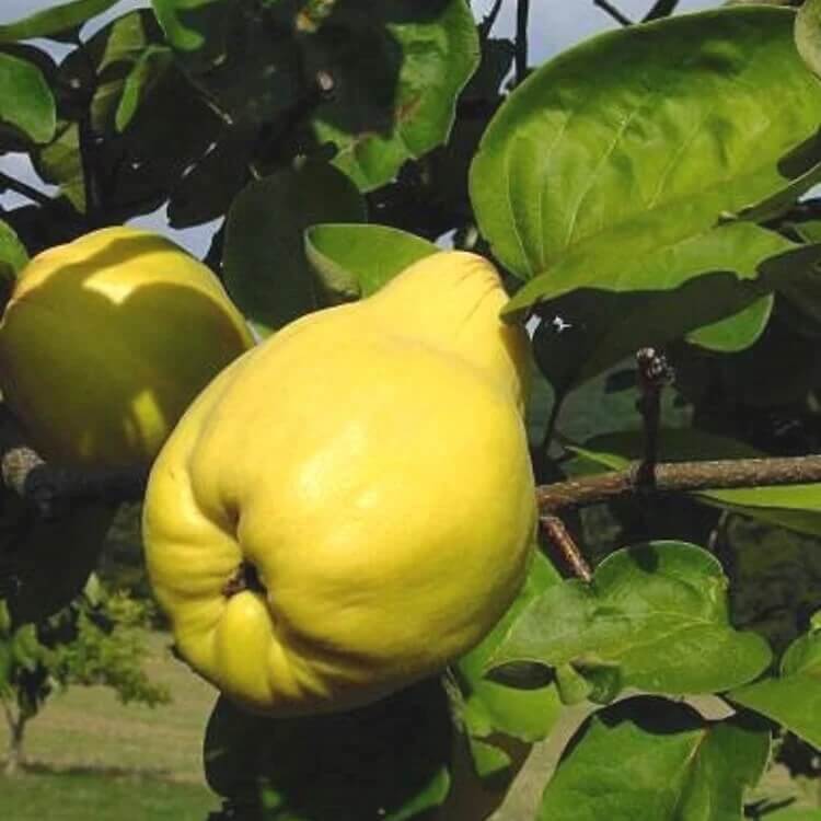  Quince Tree seeds