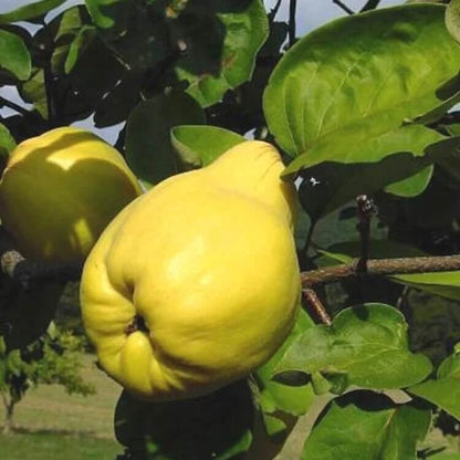  Quince Tree seeds