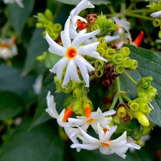 Raat Ki Rani  Seeds