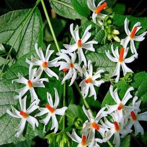 Raat Ki Rani  Seeds