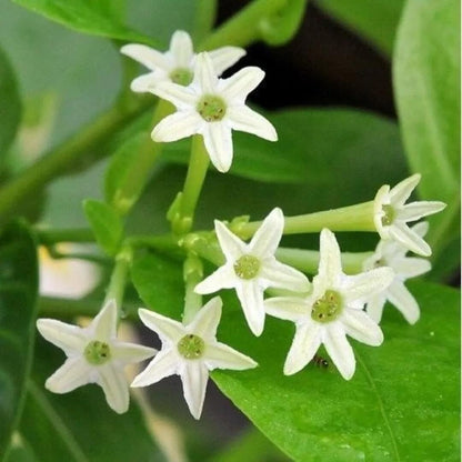 Raat Ki Rani  Seeds