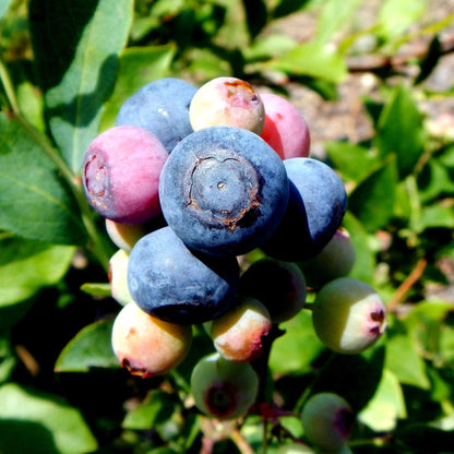 Rabbiteye blueberry seeds - Fruit Plant