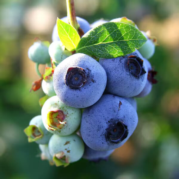 Rabbiteye blueberry seeds - Fruit Plant