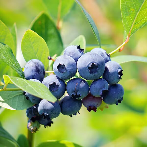 Rabbiteye blueberry seeds - Fruit Plant
