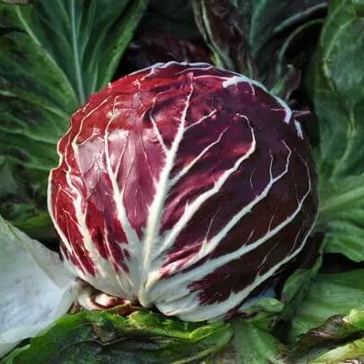 Radicchio Seeds - Vegetable Plant for Home Gardens