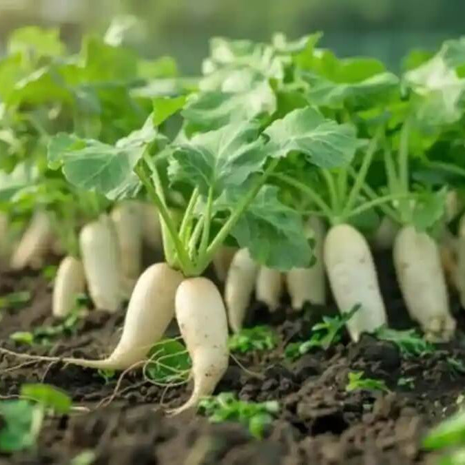 Radish Seeds