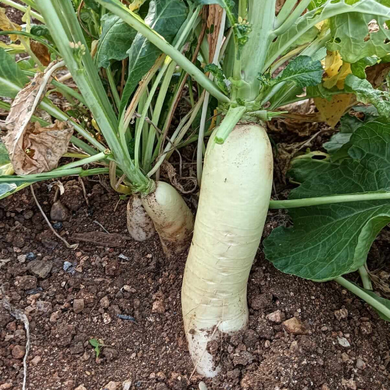 Radish Seeds