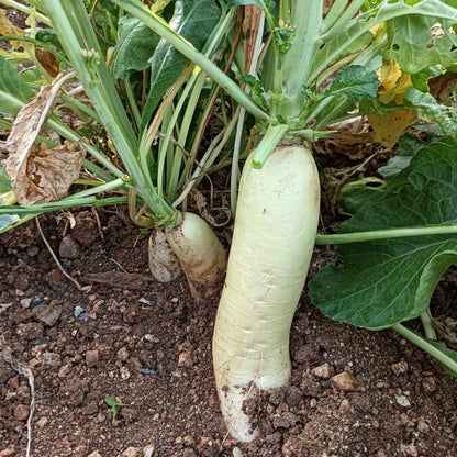 Radish Seeds