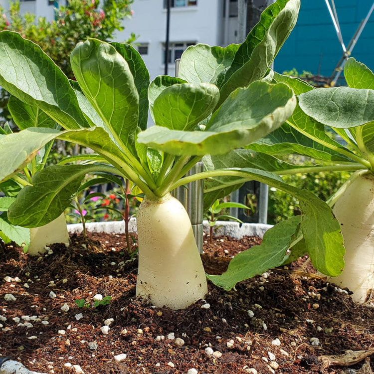 Radish Seeds