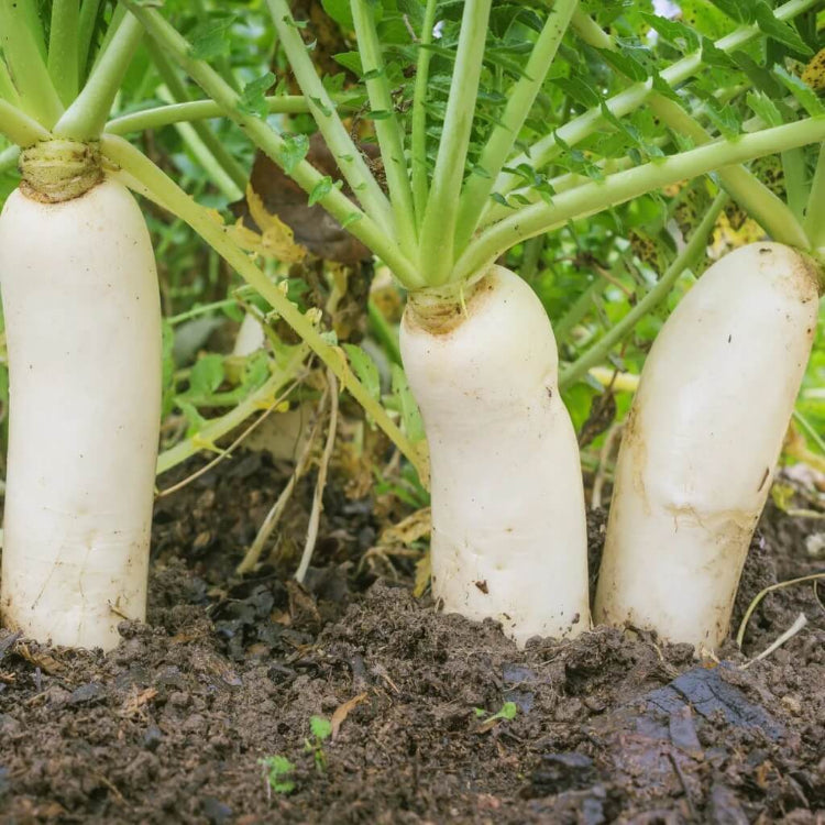Radish seeds - Vegetable Plant