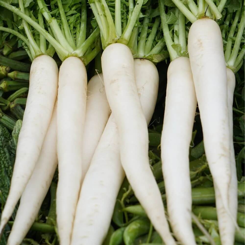 Radish seeds - Vegetable Plant
