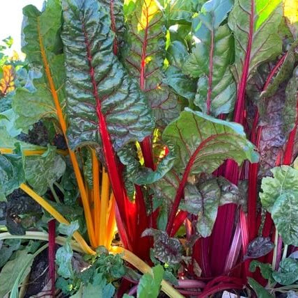 Rainbow Chard Seeds - Vegetable Plant