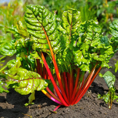 Rainbow Chard Seeds - Vegetable Plant