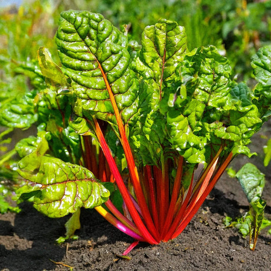 Rainbow Chard Seeds - Vegetable Plant
