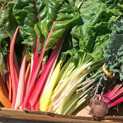 Rainbow Chard Seeds - Vegetable Plant