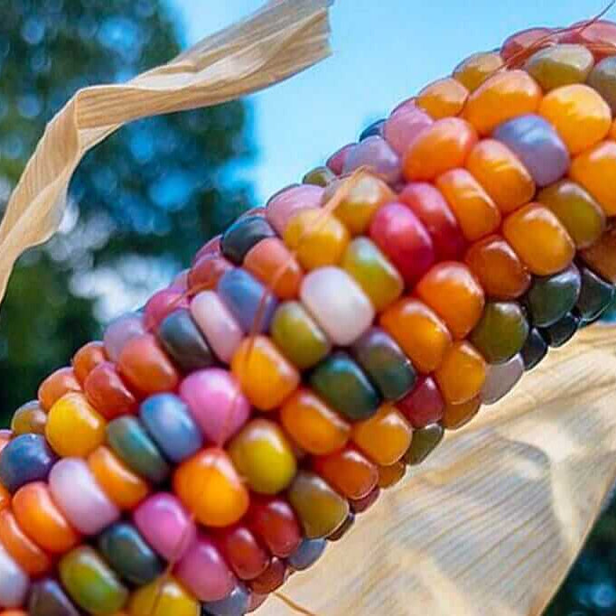 Rainbow Corn Seeds 