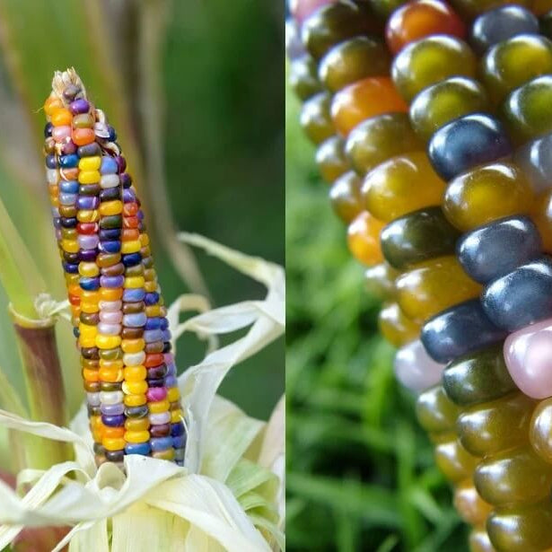 Rainbow Corn Seeds 
