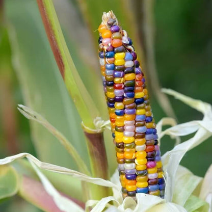 Rainbow Corn Seeds 