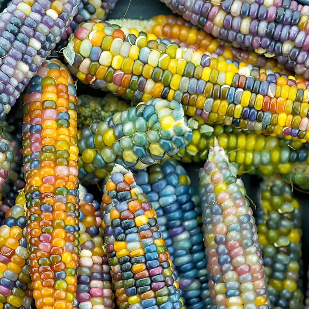 Rainbow Corn Seeds 