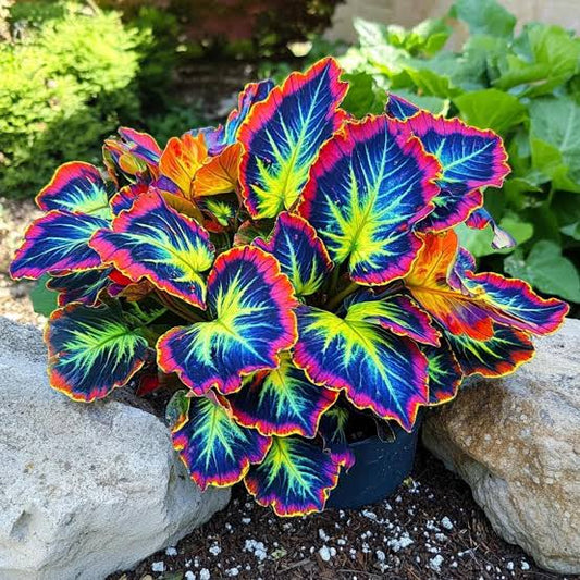 Rainbow Dragon Seeds - Heirloom Flower Plant for Home Gardens
