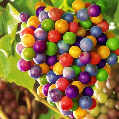 Rainbow Grape Seeds 
