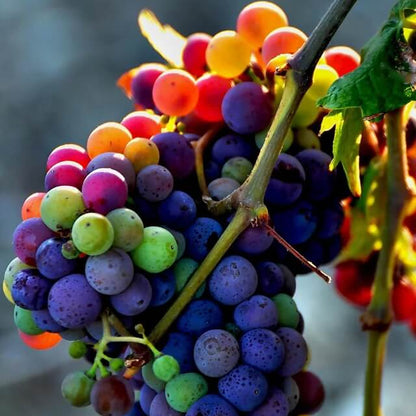 Rainbow Grape Seeds 
