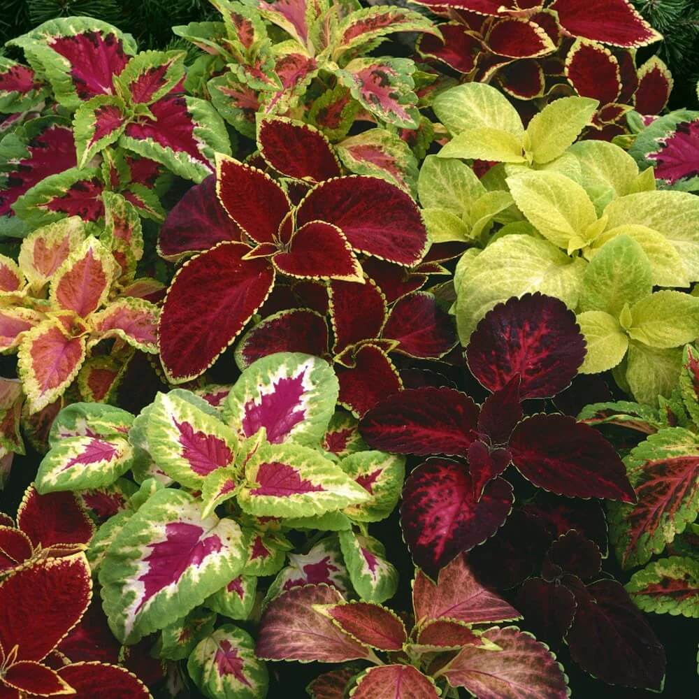 Rainbow Mix Coleus Seeds - Flower Plant