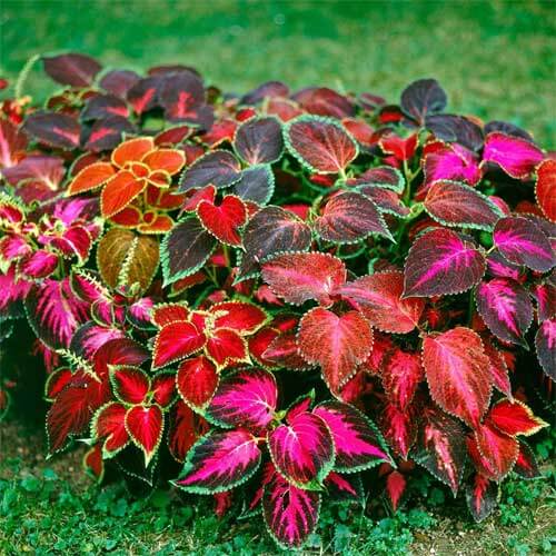 Rainbow Mix Coleus Seeds - Flower Plant