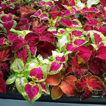 Rainbow Mix Coleus Seeds - Flower Plant