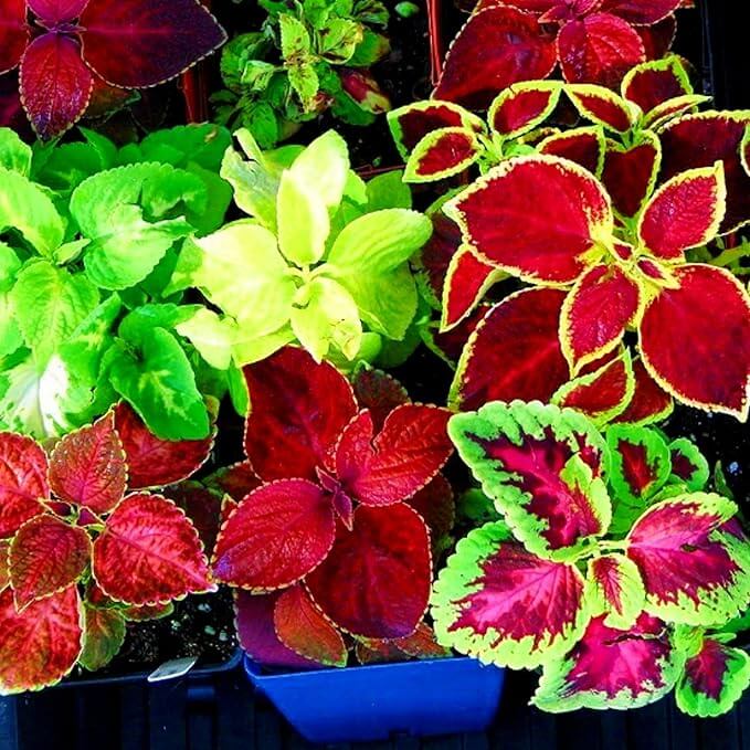 Rainbow Mix Coleus Seeds - Flower Plant