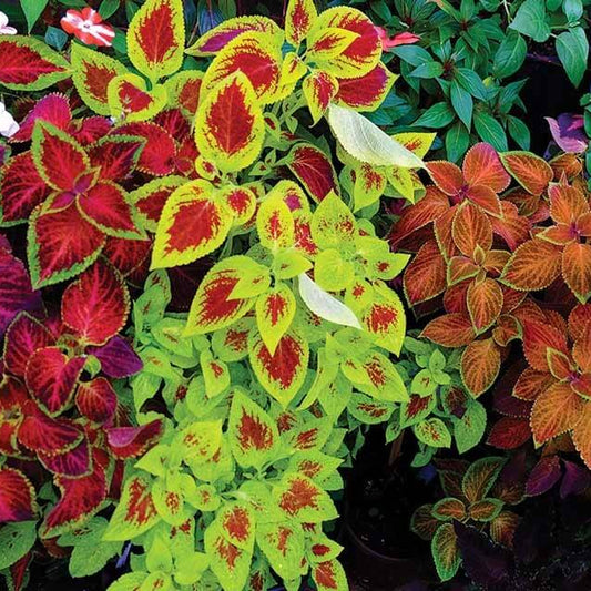 Rainbow Plant Seeds