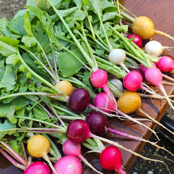 Rainbow Radish Seeds 
