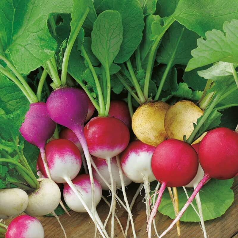 Rainbow Radish Seeds 