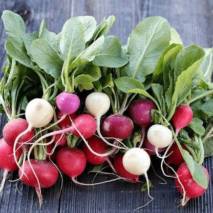 Rainbow Radish Seeds 
