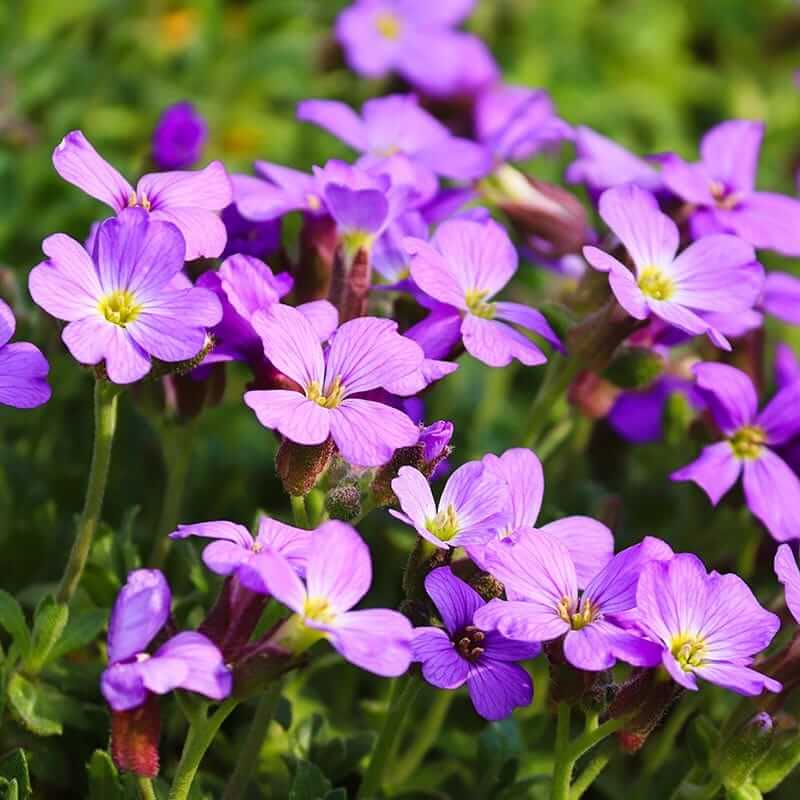 Rainbow Rock Cress Seeds 