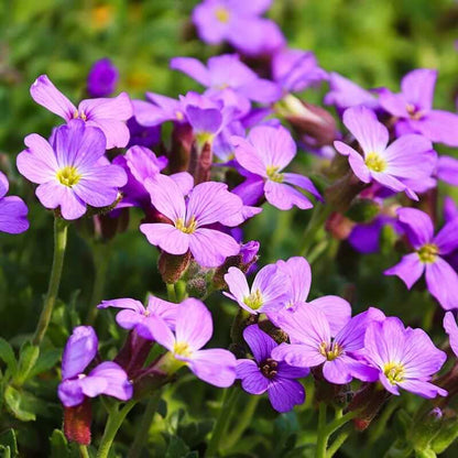Rainbow Rock Cress Seeds 