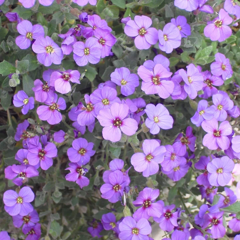 Rainbow Rock Cress Seeds 