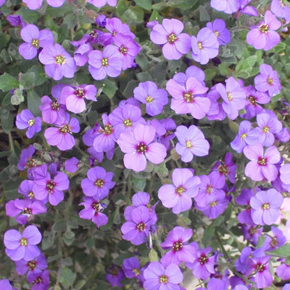 Rainbow Rock Cress Seeds 