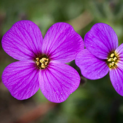 Rainbow Rock Cress Seeds 