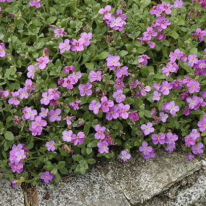 Rainbow Rock Cress Seeds 