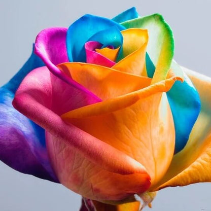Rainbow Rose Seeds - Flower Plant