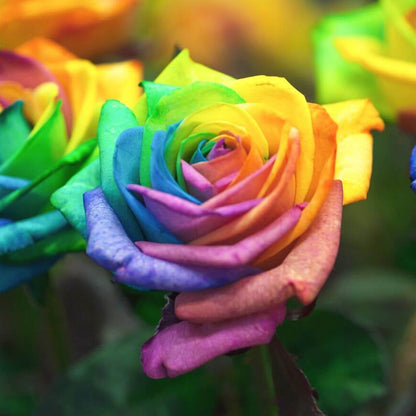 Rainbow Rose Seeds - Flower Plant